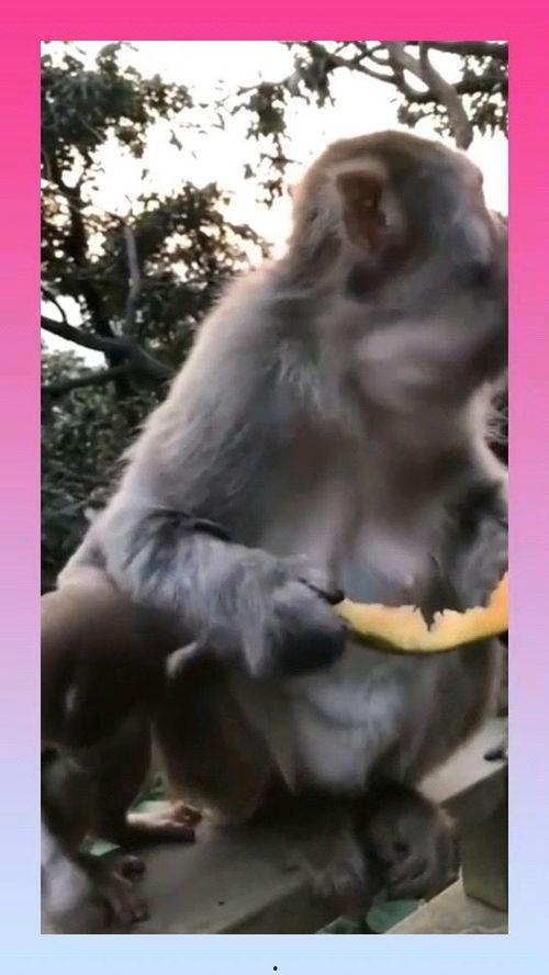 猴子的吃瓜视频大全集免费观看,免费观看猴子吃瓜视频大全集