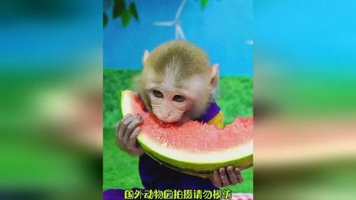 猴子的吃瓜视频大全集免费观看,免费观看猴子吃瓜视频大全集
