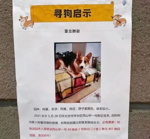 柯基最新爆料图片高清,高清美照曝光引网友热议