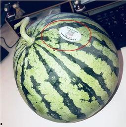 网红吃瓜冰棍,夏日清凉新潮流
