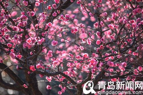 十梅庵今日爆料了吗最新消息,今日热点事件深度解析”