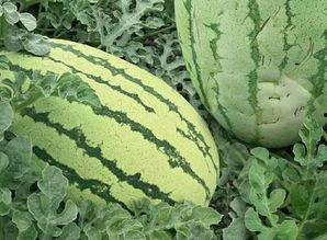 安庆吃瓜群众免费吃瓜事件,一场全民参与的夏日狂欢