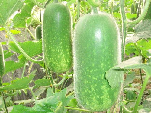 章芃芃免费吃瓜