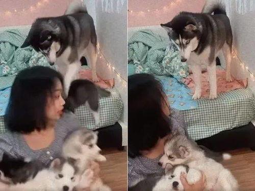 舞帝二哈爆料网站大全最新,揭秘网站大全背后的精彩故事