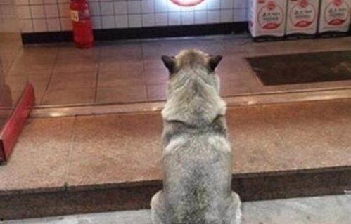 舞帝二哈爆料网站大全最新,揭秘网站大全背后的精彩故事