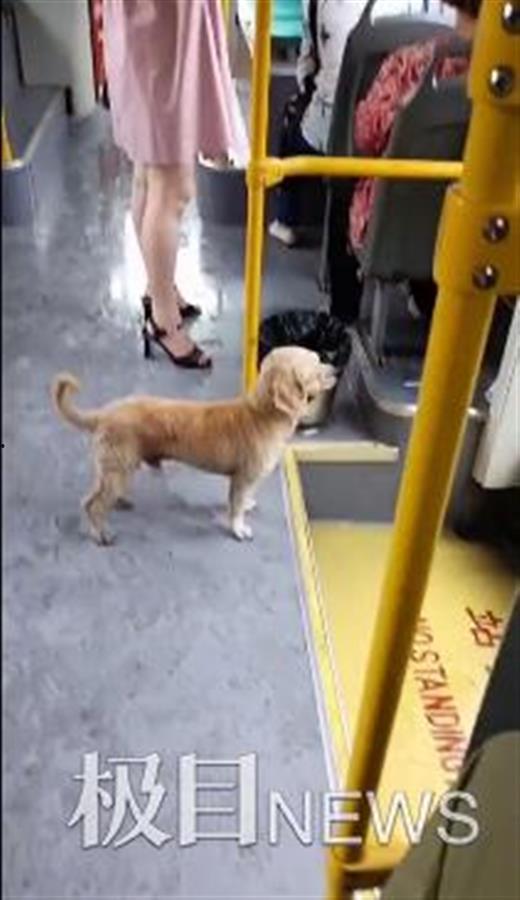 悲伤小狗爆料视频,揭开背后感人故事