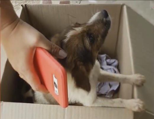 悲伤小狗爆料视频,揭开背后感人故事