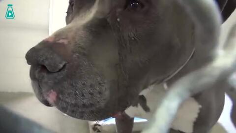 悲伤小狗爆料视频,揭开背后感人故事