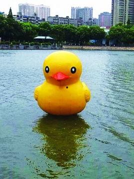 大黄鸭香港爆料视频播放