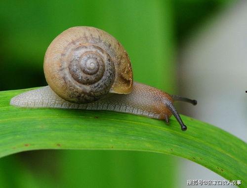 金龟子被爆料视频大全,揭秘明星幕后生活瞬间