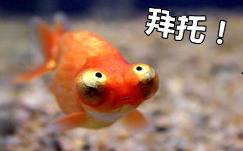 金鱼爆料视频大全最新下载