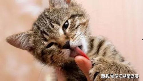 猫咪新皮肤爆料视频播放