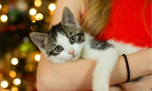 猫咪新皮肤爆料视频播放