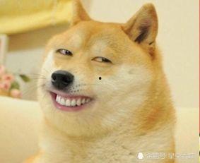 猫咪新皮肤爆料视频播放