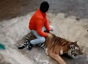 美国饲养员爆料新闻,内幕爆料震惊业界