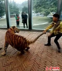 美国饲养员爆料新闻,内幕爆料震惊业界