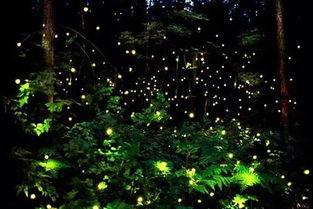 萤火虫光锥爆料视频,神秘生物的奇妙之光