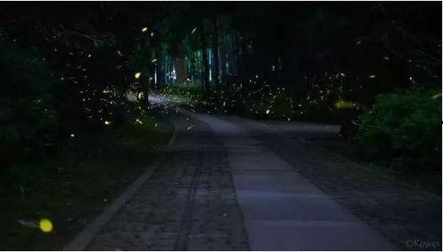 萤火虫光锥爆料视频,神秘生物的奇妙之光